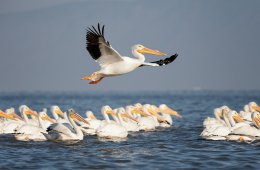 Aves migratorias