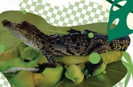 Exhibición de reptiles: El museo viviente