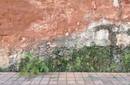 Humanidades Ambientales: Círculo de estudio