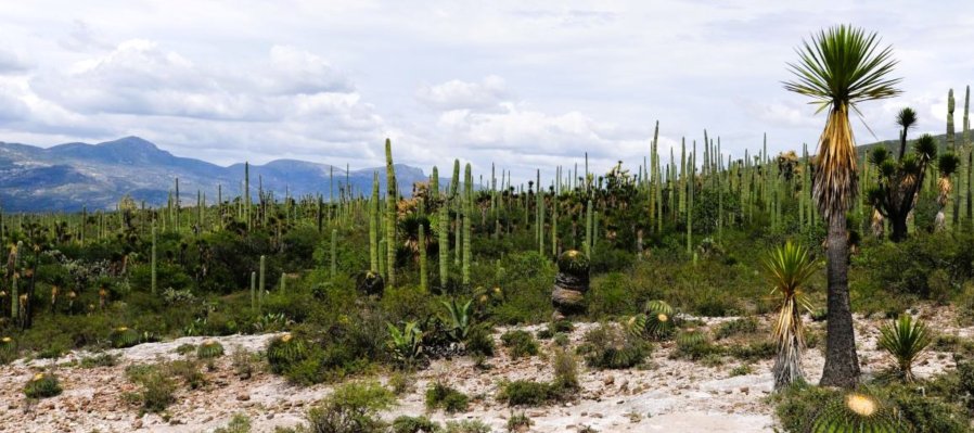Secretos del Desierto: Aventura en el Valle de Tehuacán-Cuicatlán