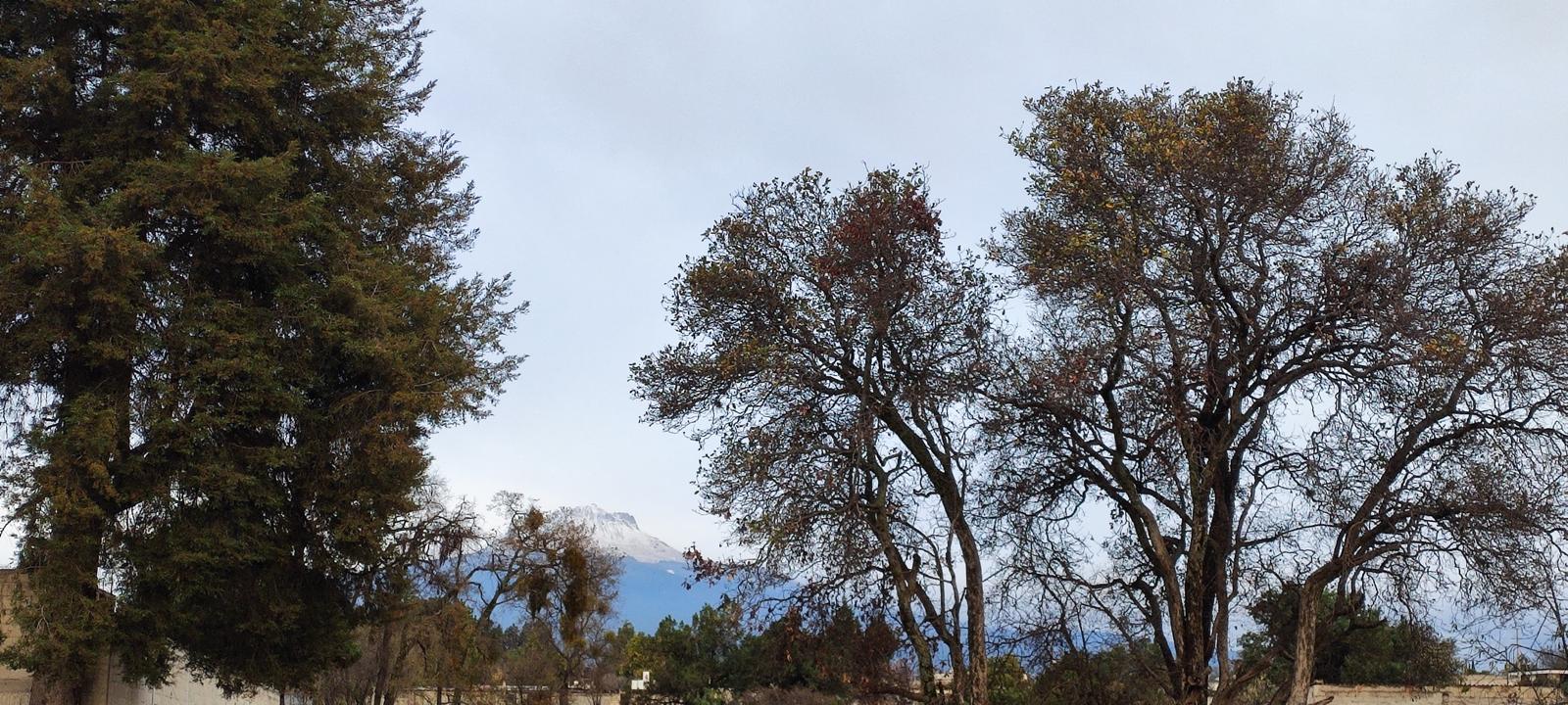 Imagen muestra de la actividad Festival "Los árboles emblemáticos de Tlaxcala"