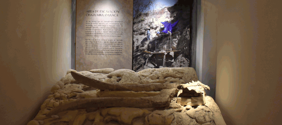 La preservación de los fósiles y los museos
