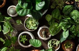 Imagen muestra de la actividad Sonificación de plantas y árboles