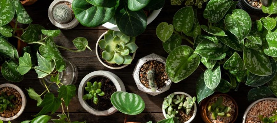 Sonificación de plantas y árboles