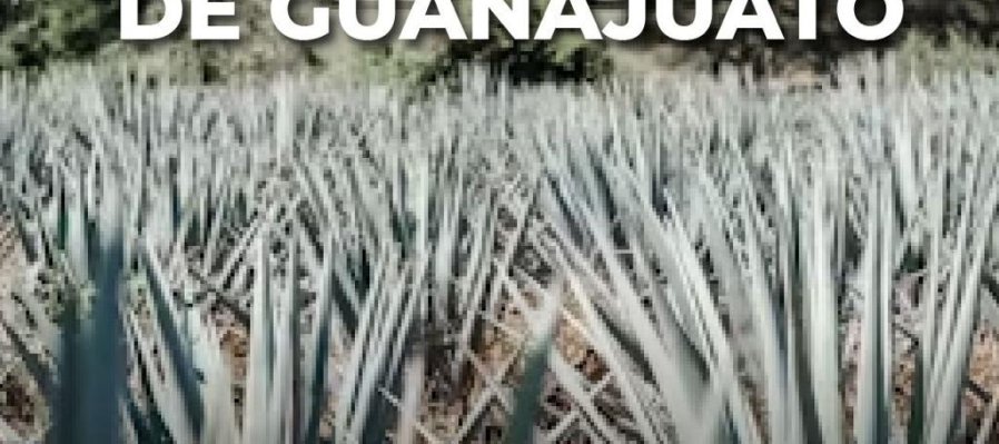 Relatos: Haciendas y mezcales de Guanajuato