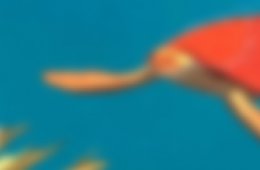Imagen muestra de la actividad: La tortuga roja