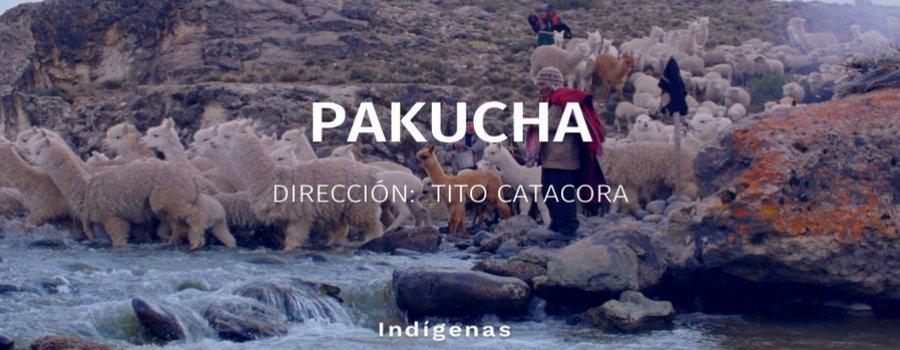 Pakucha