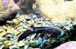 Imagen muestra de la actividad Chapultepec Vivo: Entre Jardines Sagrados y Ajolotes Ance...