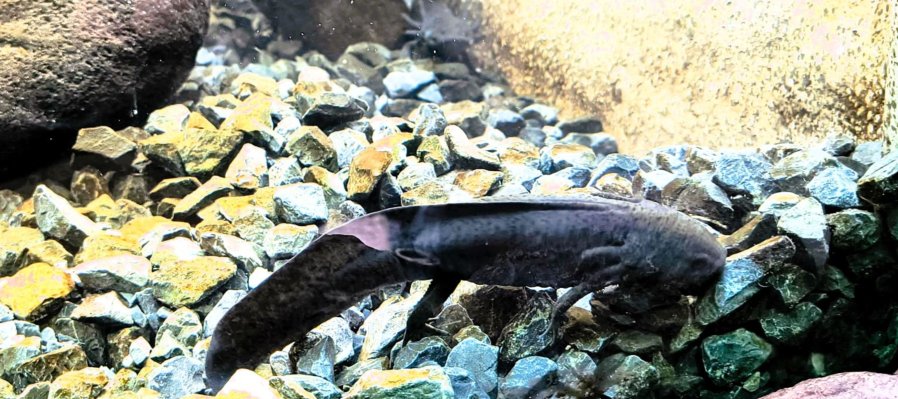 Chapultepec Vivo: Entre Jardines Sagrados y Ajolotes Ancestrales