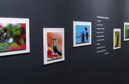 Imagen muestra de la actividad: 5 Sentidos