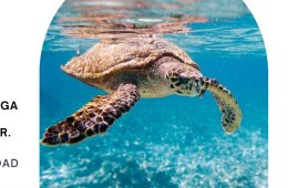 Talleres por el mar: Tortugas marinas