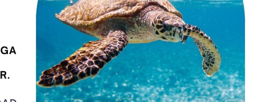 Talleres por el mar: Tortugas marinas