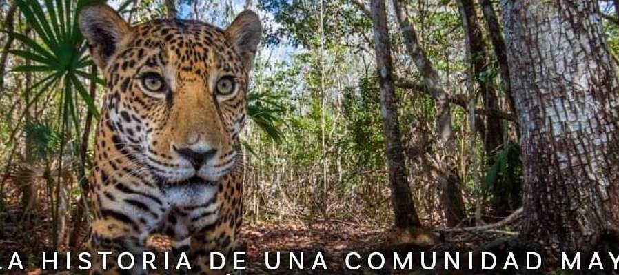 Tesoco nuevo: Tierra de Jaguares