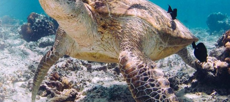 El océano: un laboratorio vivo