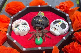 Imagen muestra de la actividad Calaveritas de la extinción