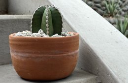 Festival del cactus