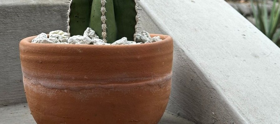 Festival del cactus