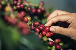 Imagen muestra de la actividad Visiones del Café