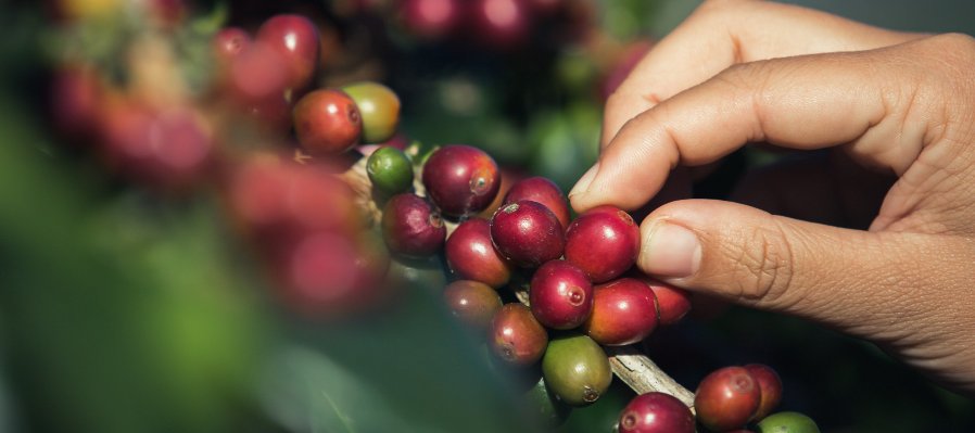 Visiones del Café