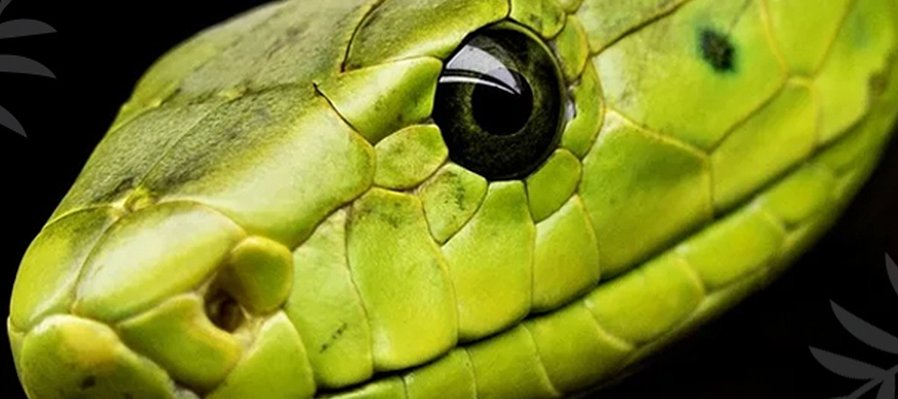 Reptiles del pasado y el presente