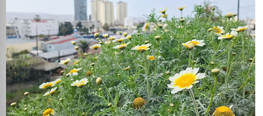 No van a saber nada de mí nomás por verme