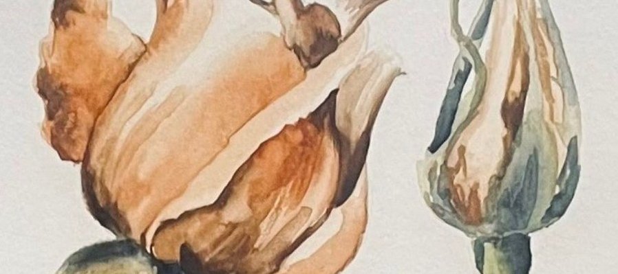 Paisajes, hojas e insectos