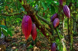 Imagen muestra de la actividad El viaje del cacao
