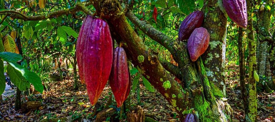 El viaje del cacao