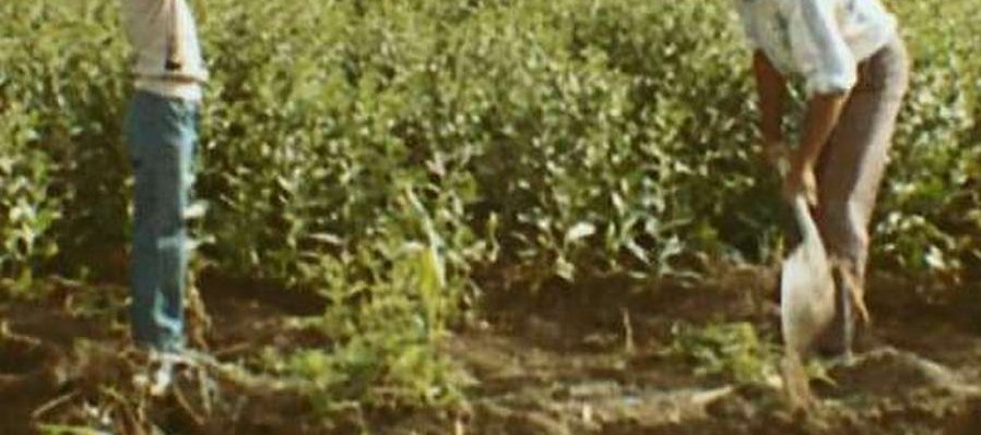 La perla tamaulipeca