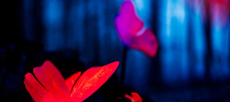 Las 7 mariposas mágicas