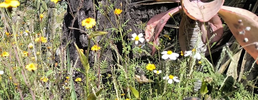 Un recorrido por los ecosistemas de México. Jardín Botánico de Ciudad Universitaria