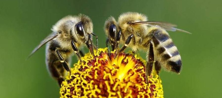 Insectos polinizadores