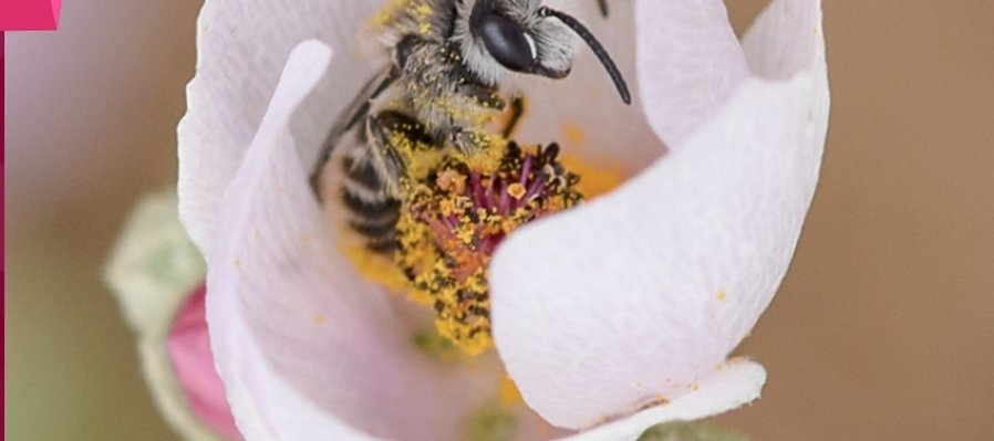 Abejas de Baja California: Guía de identificación de campo