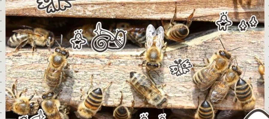 TECHPAKTIA IN AMOXCALLI: Abejas y familia