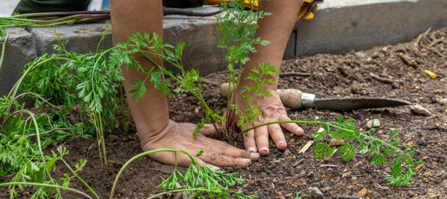 Curso de agroecología
