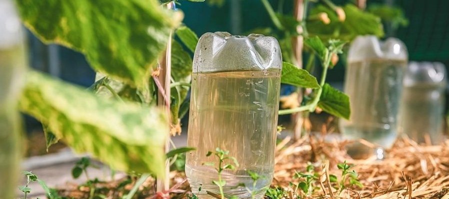 Agüita lenta, plantita contenta