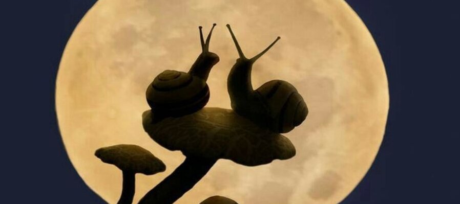 Amigos del Caracol