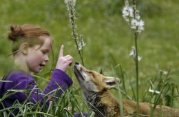 Imagen muestra de la actividad: La niña y el zorrito