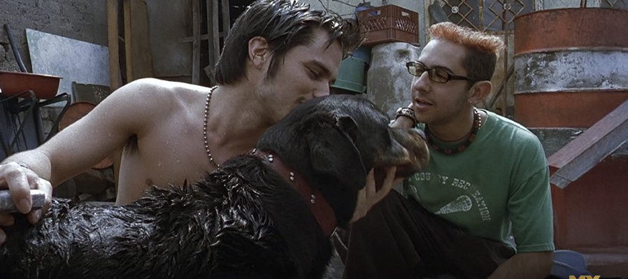 Amores perros