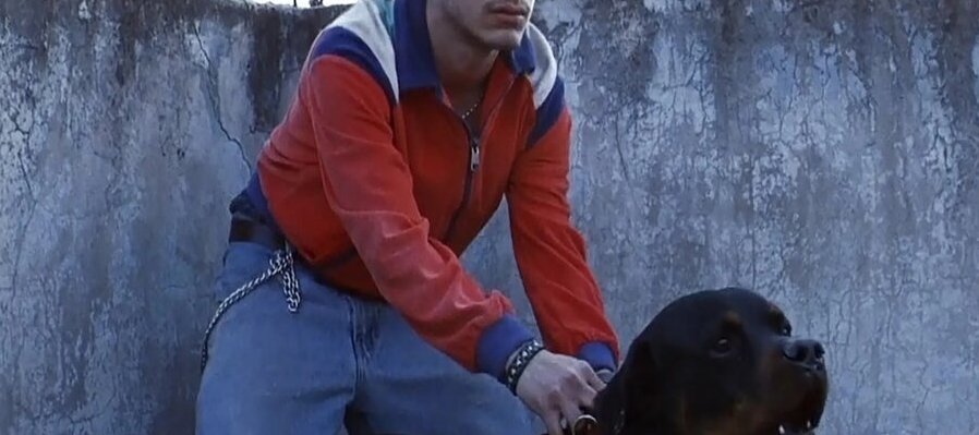 Amores Perros
