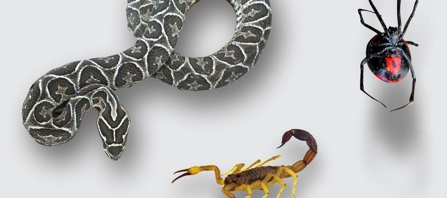 Capacitación “Envenenamiento por animales ponzoñosos”