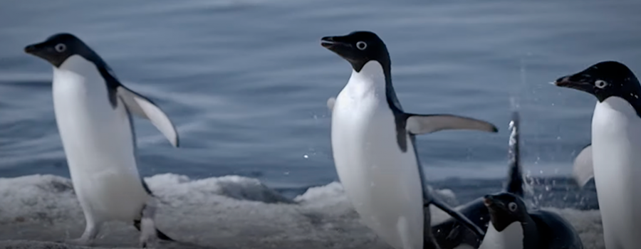 Antártida, desafío polar