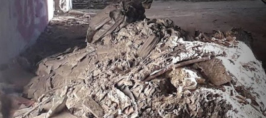 Aproximación al interior de una ballena