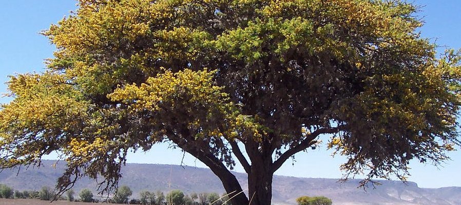 Sembrando y conociendo los árboles nativos de Guanajuato