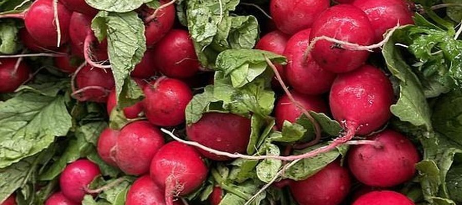 Artistas y hortelanos