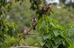 Taller: Aves mecánicas