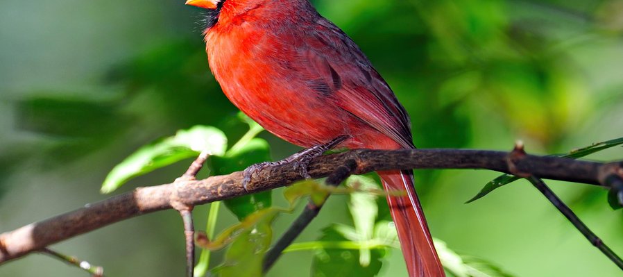 La observación de las aves