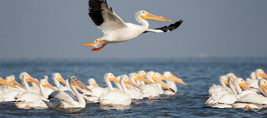 Aves migratorias