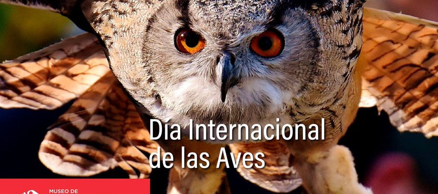 Día internacional de las aves