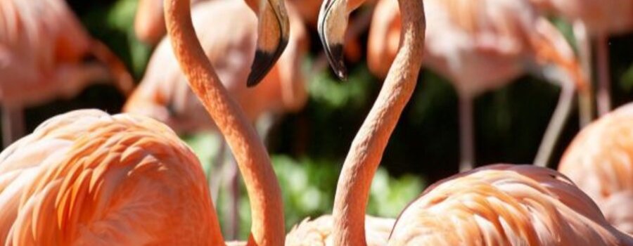 Avifauna de la ciudad